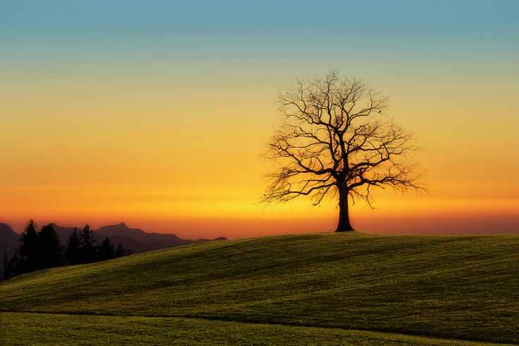 leafless tree on grass field